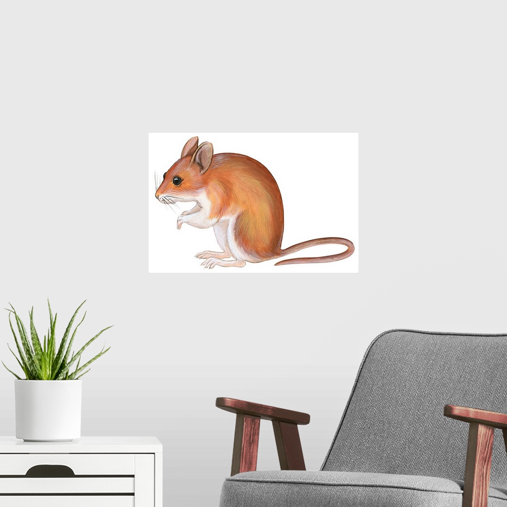 A modern room featuring Golden Mouse (Peromyscus Nuttalli)