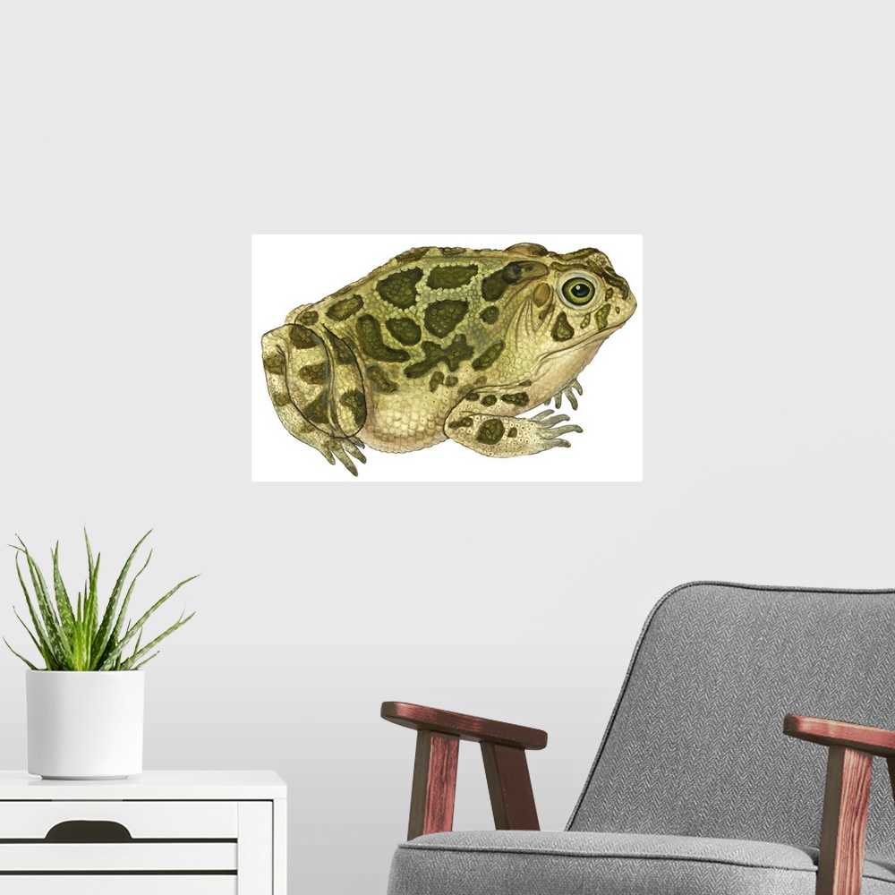 A modern room featuring Educational illustration of the great plains toad.