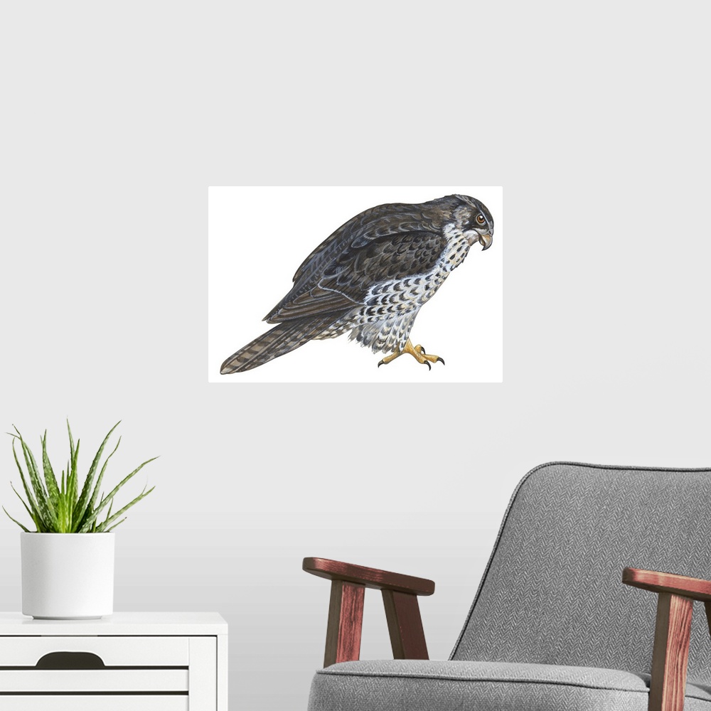 A modern room featuring Educational illustration of the gyrfalcon.