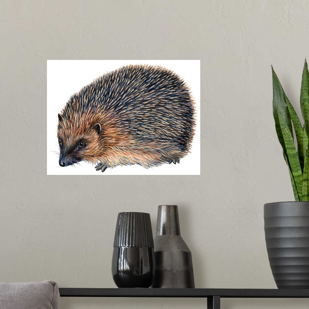 A modern room featuring Hedgehog (Erinaceus Europaeus)