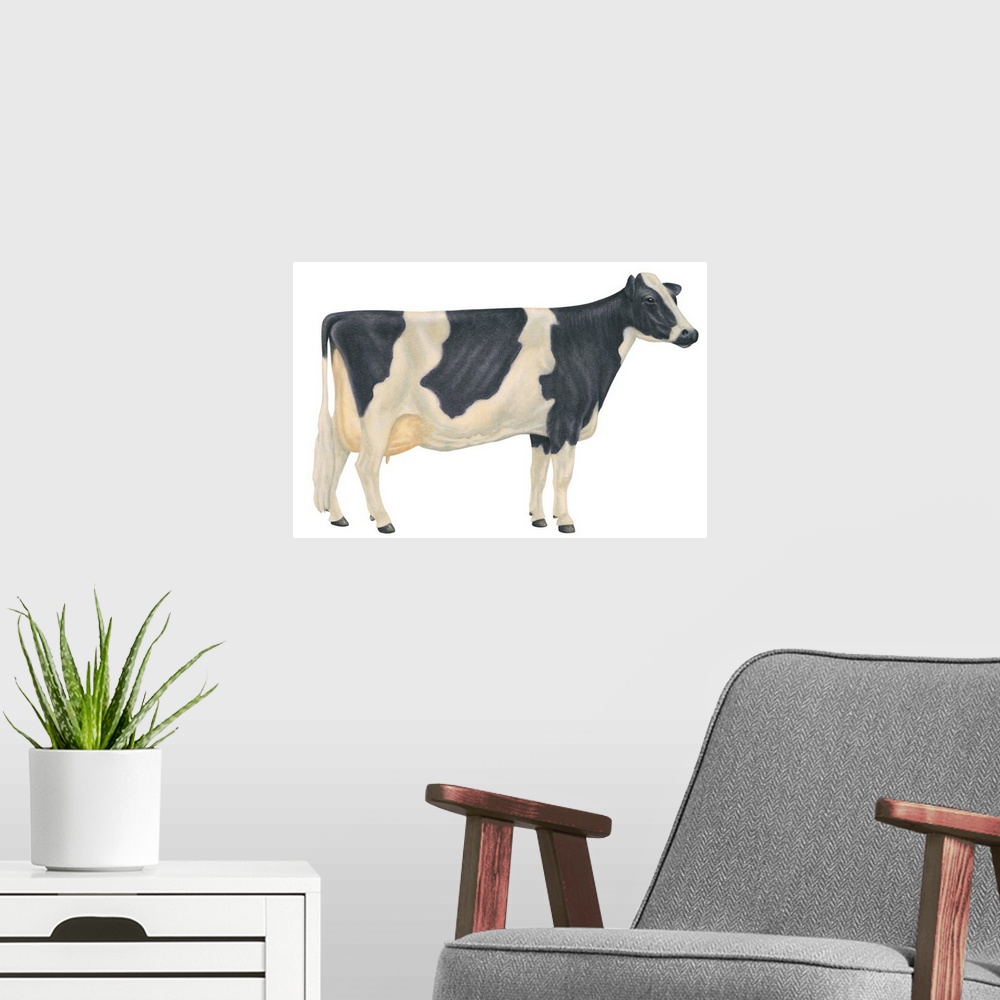 A modern room featuring Holstein-Friesian Cow, Dairy Cattle