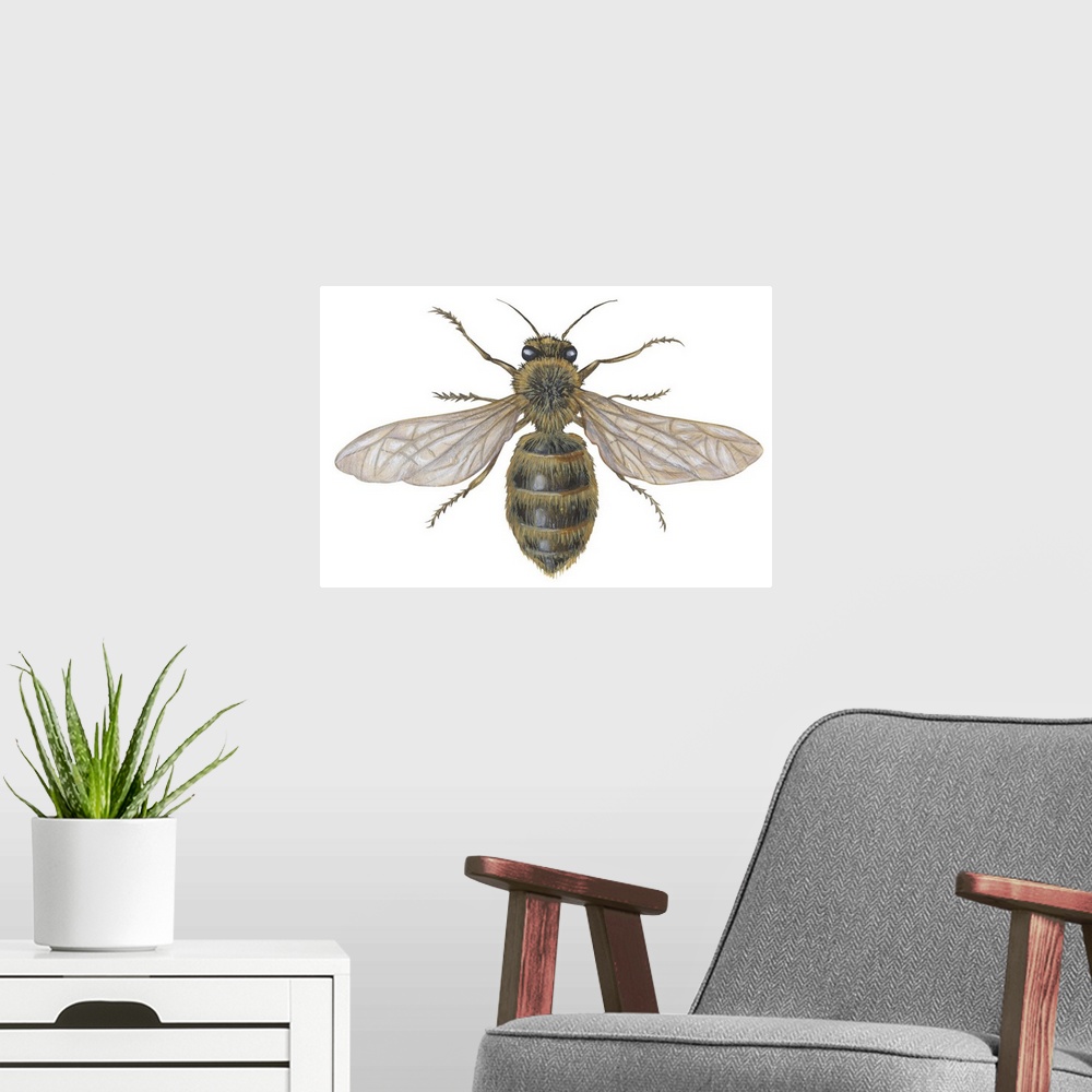 A modern room featuring Honeybee (Apis Mellifica)