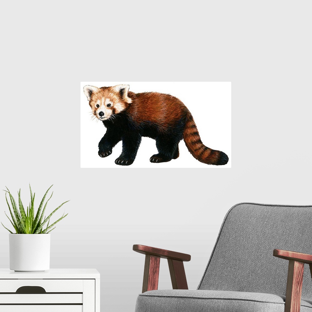A modern room featuring Lesser Panda (Aelurus Fulgens)