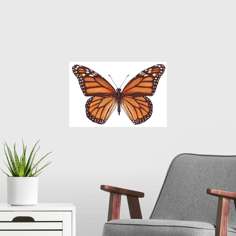 A modern room featuring Monarch Butterfly (Danaus Plexippus), Milkweed Butterfly