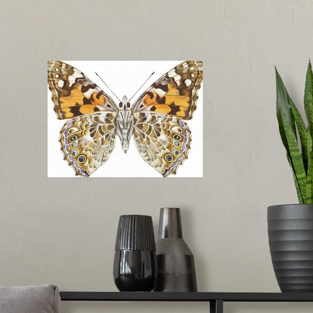 A modern room featuring Painted Lady Butterfly - Underside (Vanessa Virginiensis), American Painted Lady