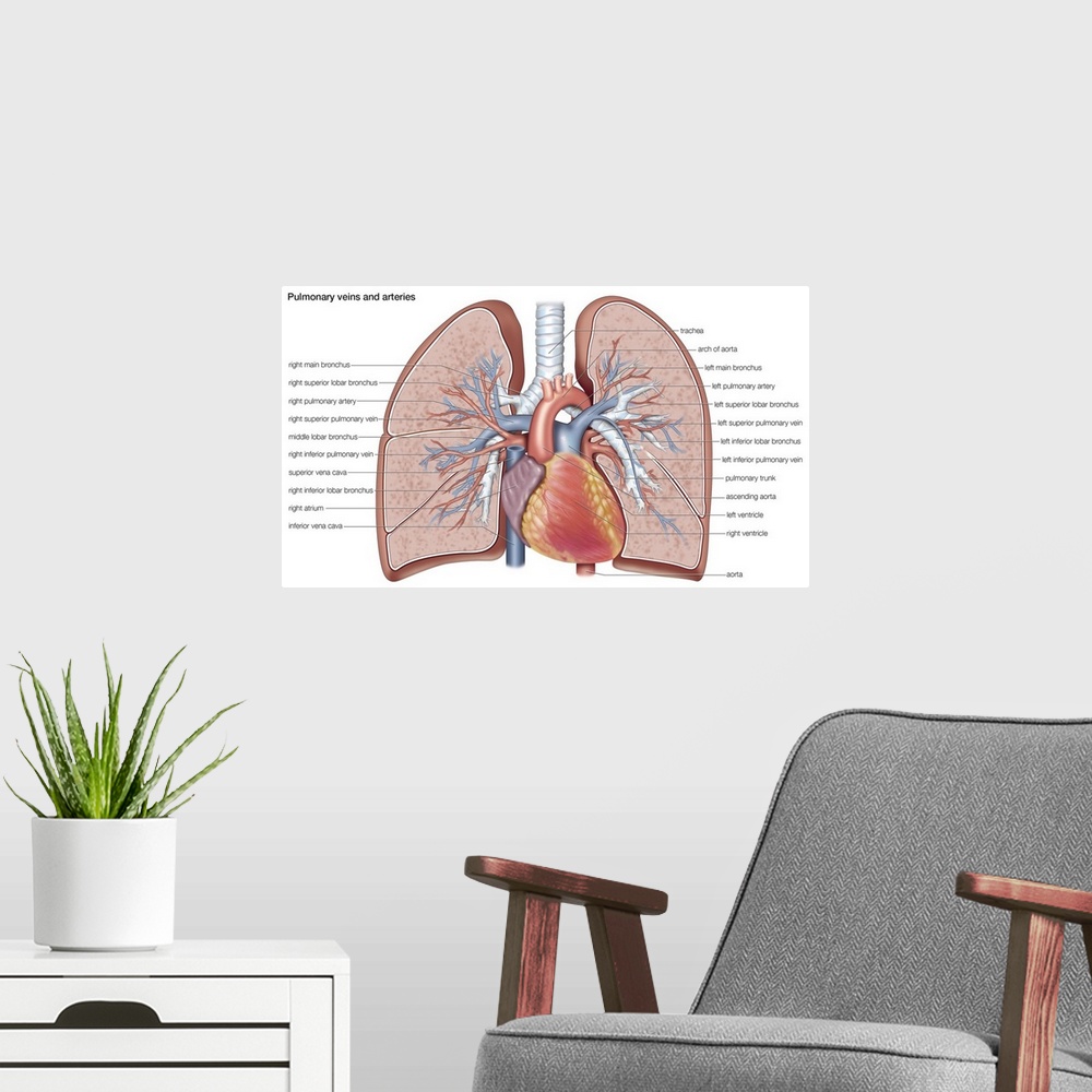 A modern room featuring Pulmonary veins and arteries. circulation, cardiovascular system