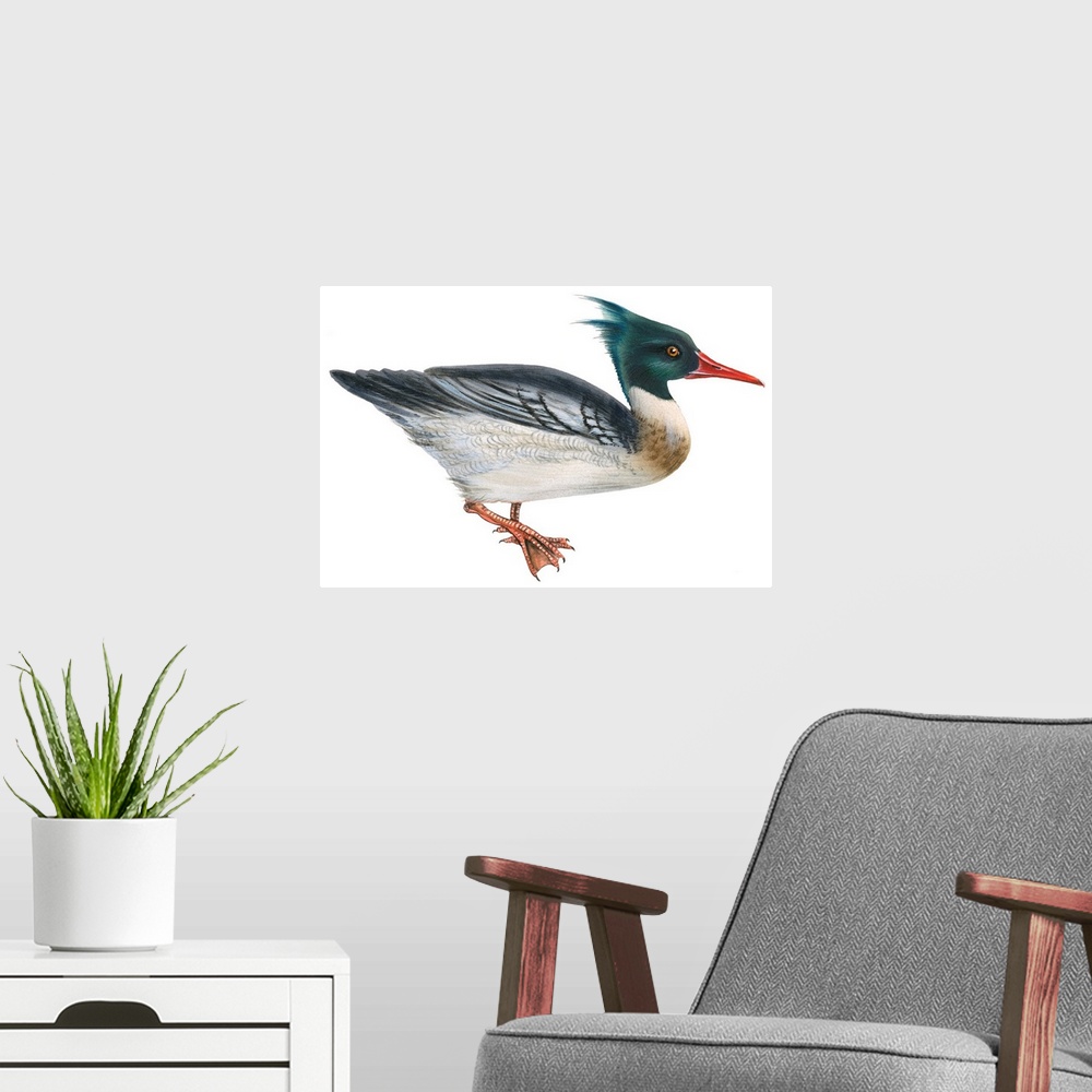 A modern room featuring Educational illustration of the red-breasted merganser.