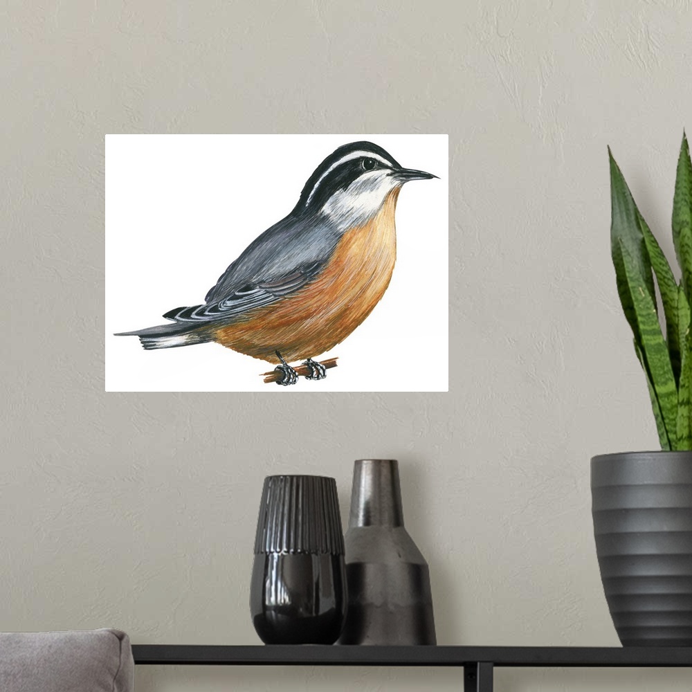A modern room featuring Educational illustration of the red-breasted nuthatch.