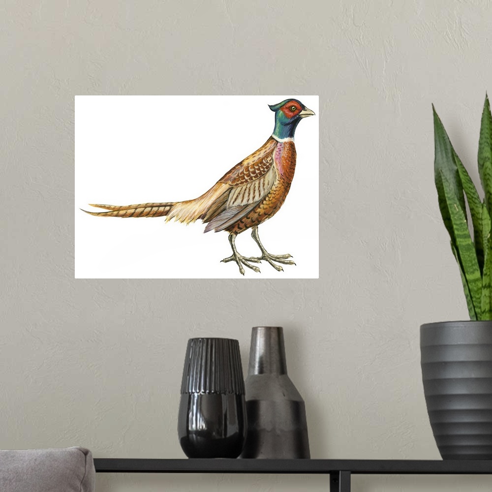 A modern room featuring Educational illustration of the ring-necked pheasant.