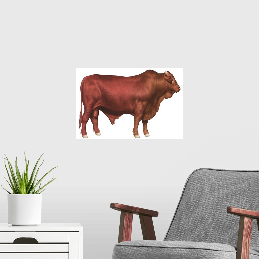 A modern room featuring Santa Gertrudis Bull, Beef Cattle