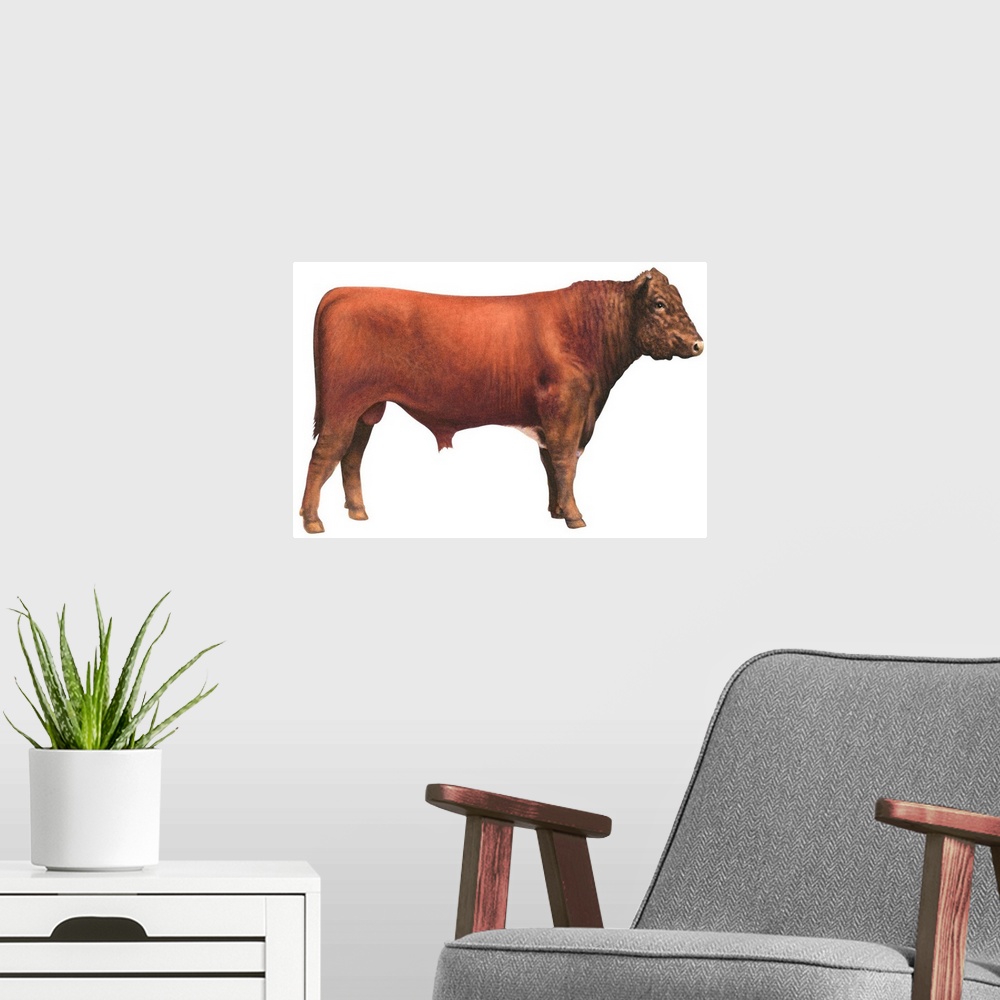A modern room featuring Shorthorn Bull, Beef Cattle