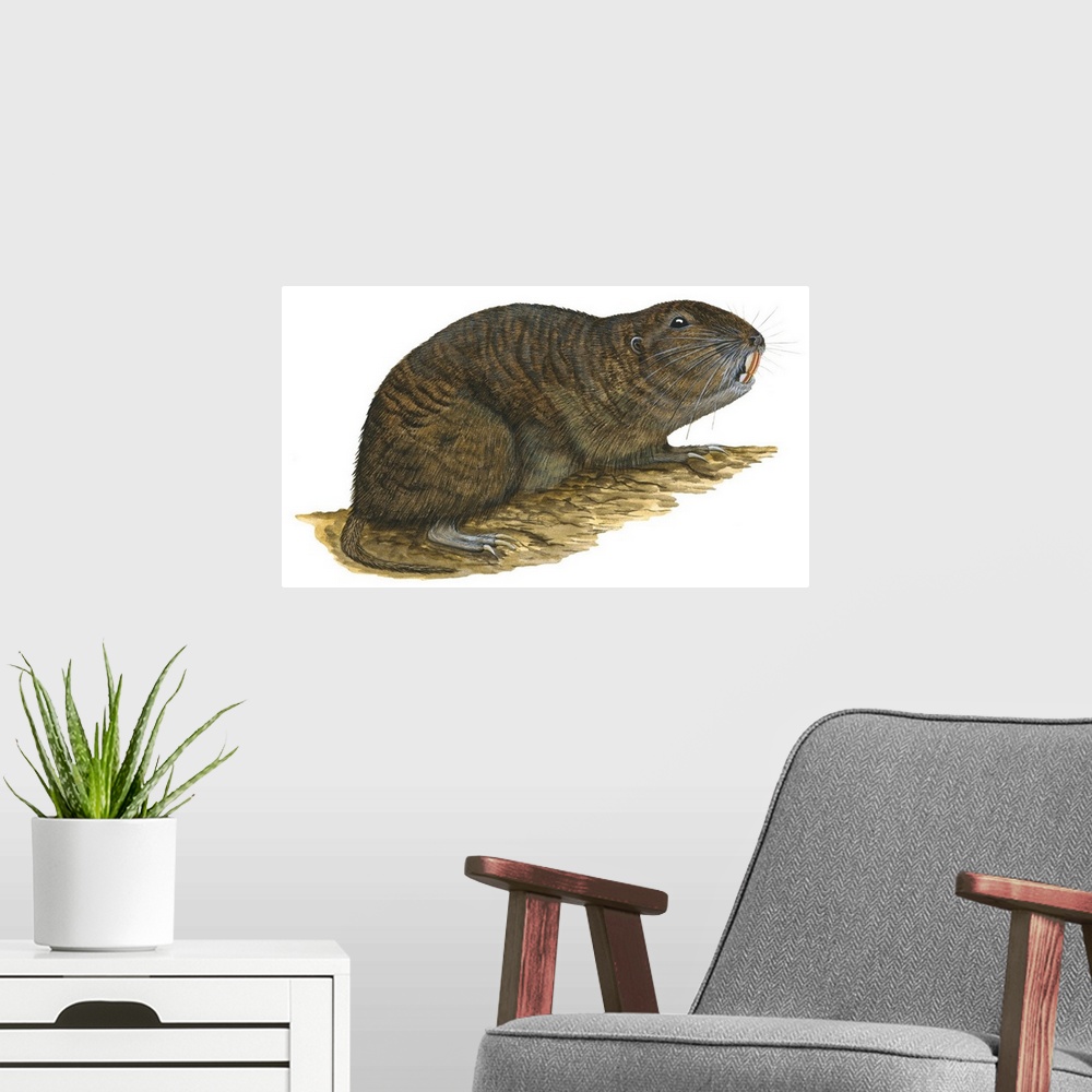 A modern room featuring Tuco-Tuco (Ctenomys), Rodent