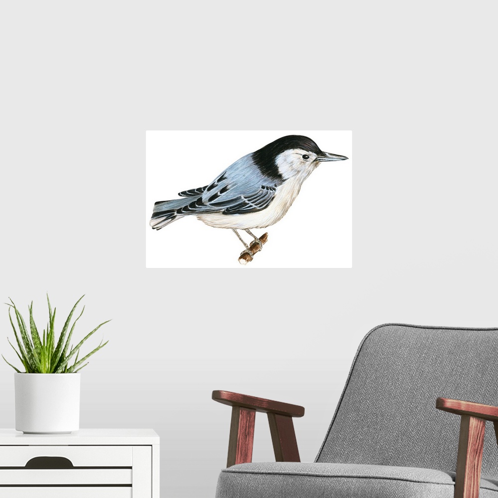 A modern room featuring Educational illustration of the white-breasted nuthatch.