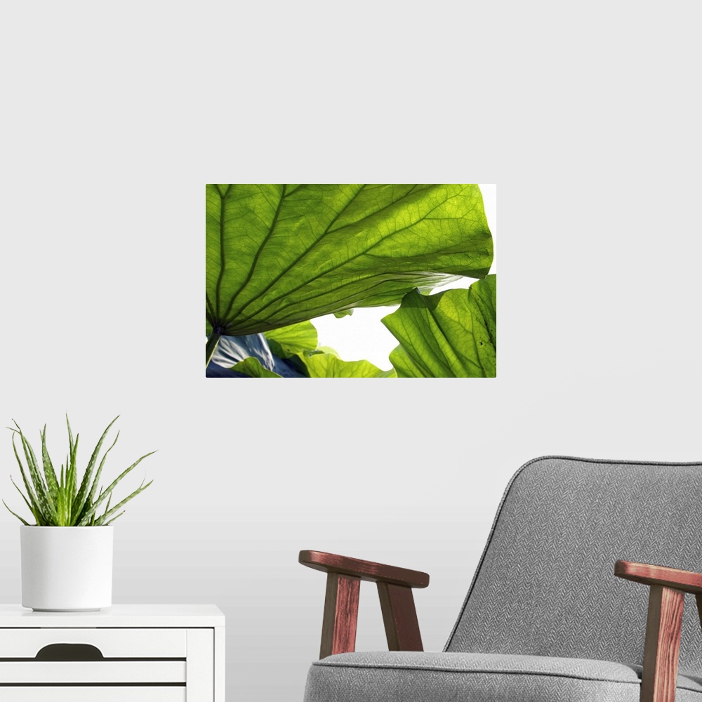 A modern room featuring Leaf of a lotus flower Nelumbio speciosum photographed from the side opposite to the sun to enhan...