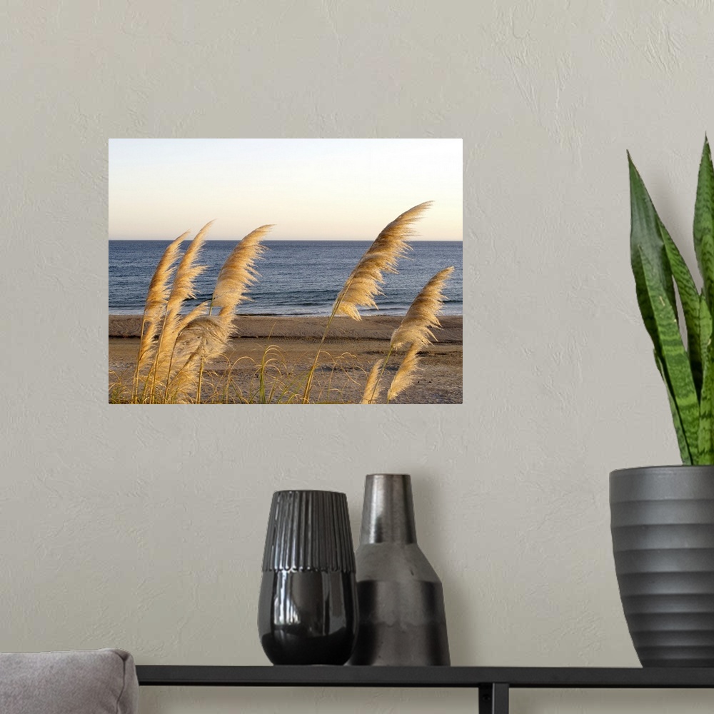 A modern room featuring Uruguay, Maldonado, Bella Vista: vegetation swinging in the wind, sunset light