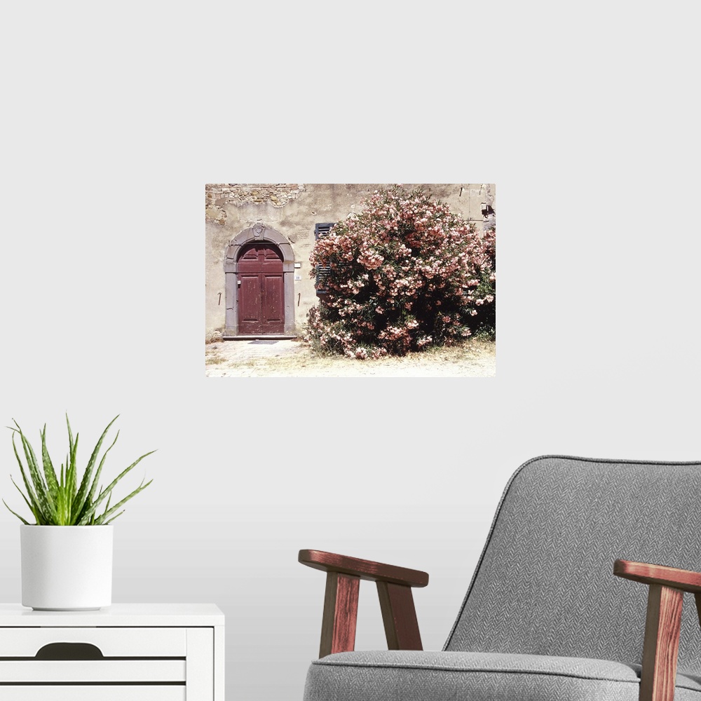 A modern room featuring Italy, Tuscany, medieval village of Lucardo: pink oleander and door