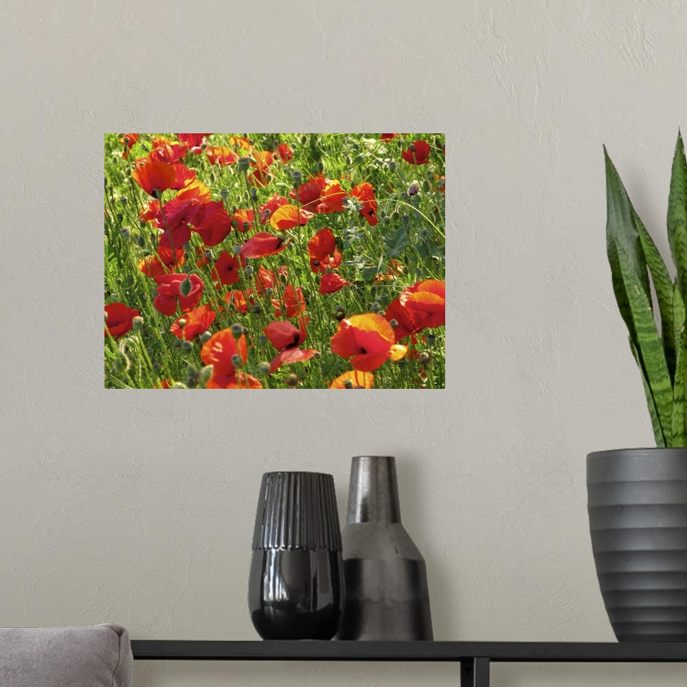A modern room featuring red poppy
