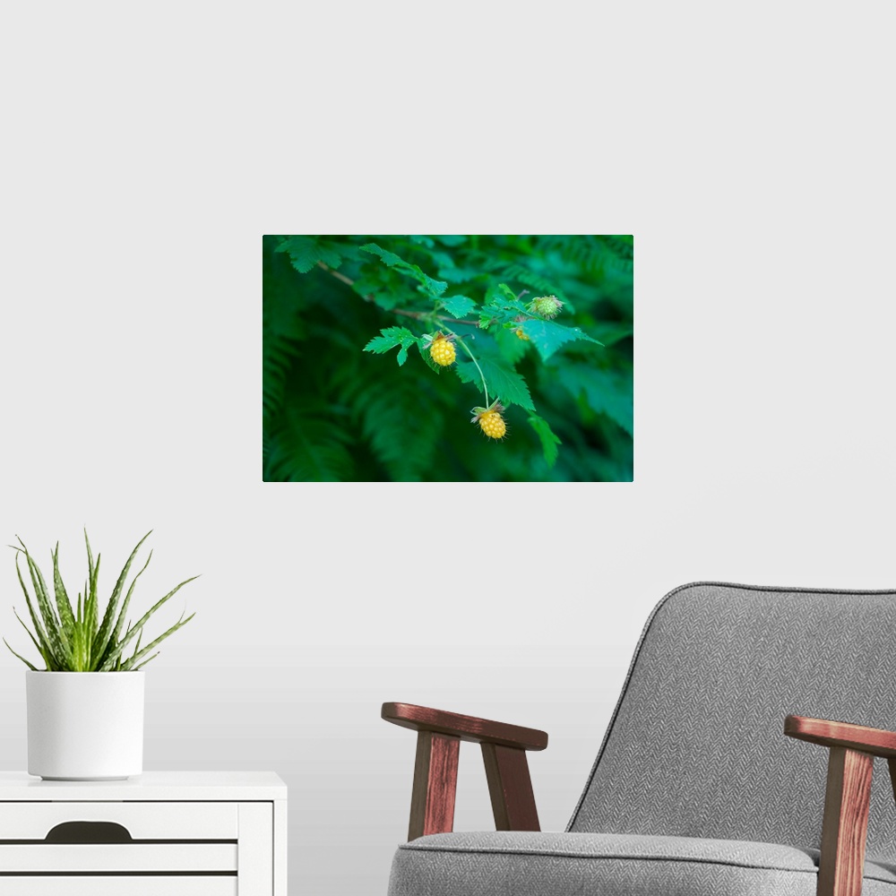 A modern room featuring USA, Washington State, Olympic Peninsula: wild berries in the forest