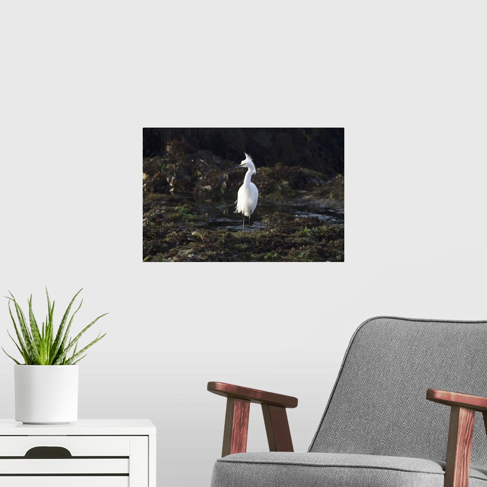 A modern room featuring A snowy egret hunts for food in the tide pools of Pebble Beach, along the 17 Mile Drive. His radi...