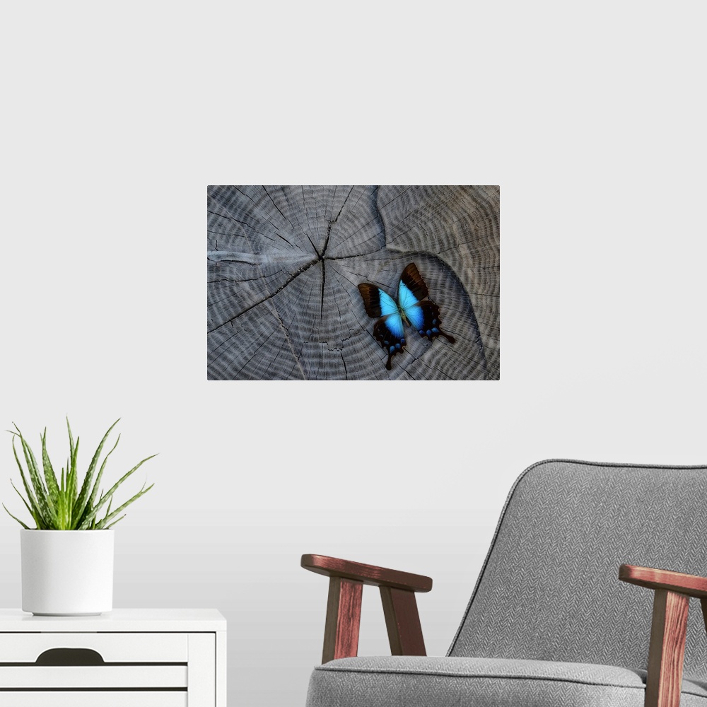 A modern room featuring Close-up photograph of a blue butterfly on a stump.