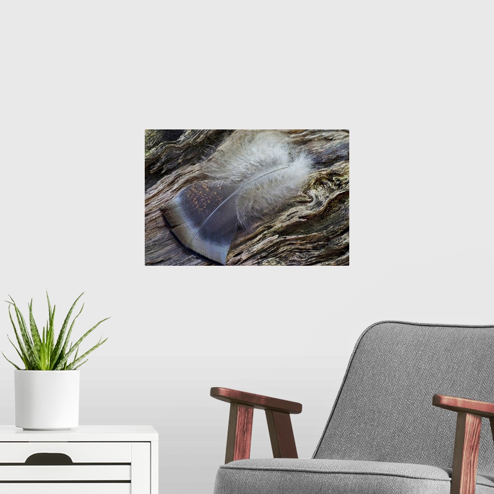 A modern room featuring Feather Fallen on Log
