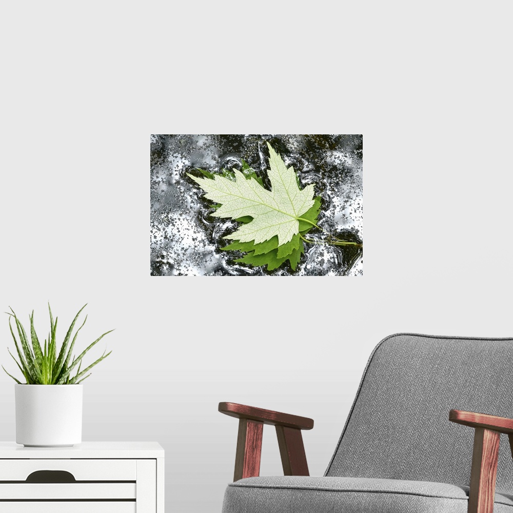 A modern room featuring Floating Maple Leaves