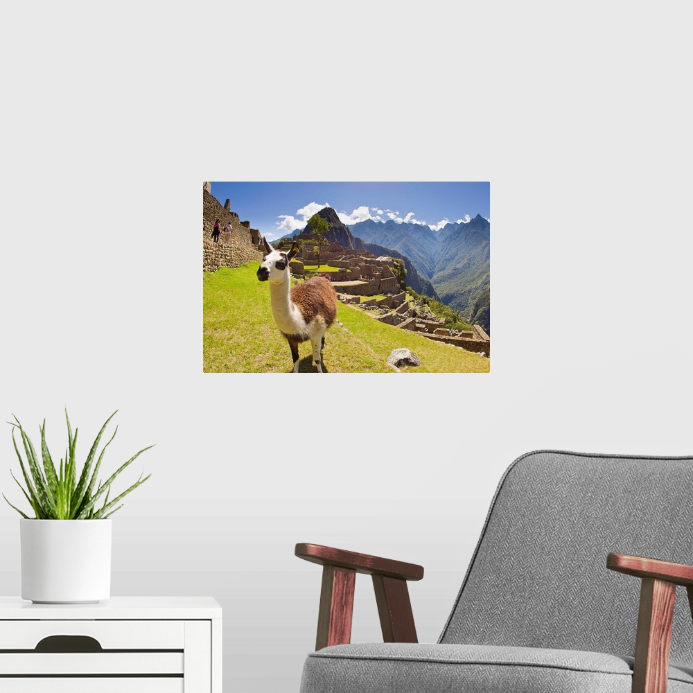 A modern room featuring A llama at the pre-Columbian Inca ruins at Machu Picchu.