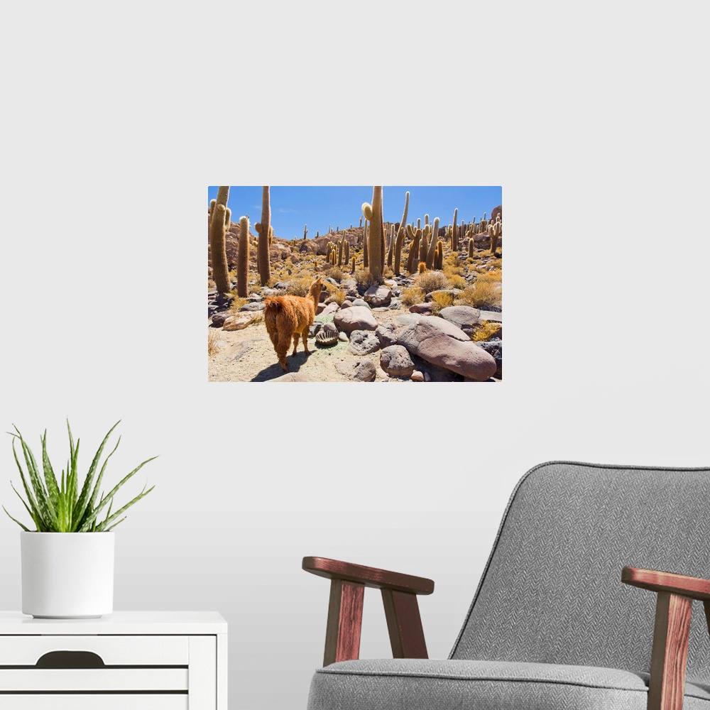 A modern room featuring A llama in Cactus Island, in the middle of the Salar de Uyuni salt pan.