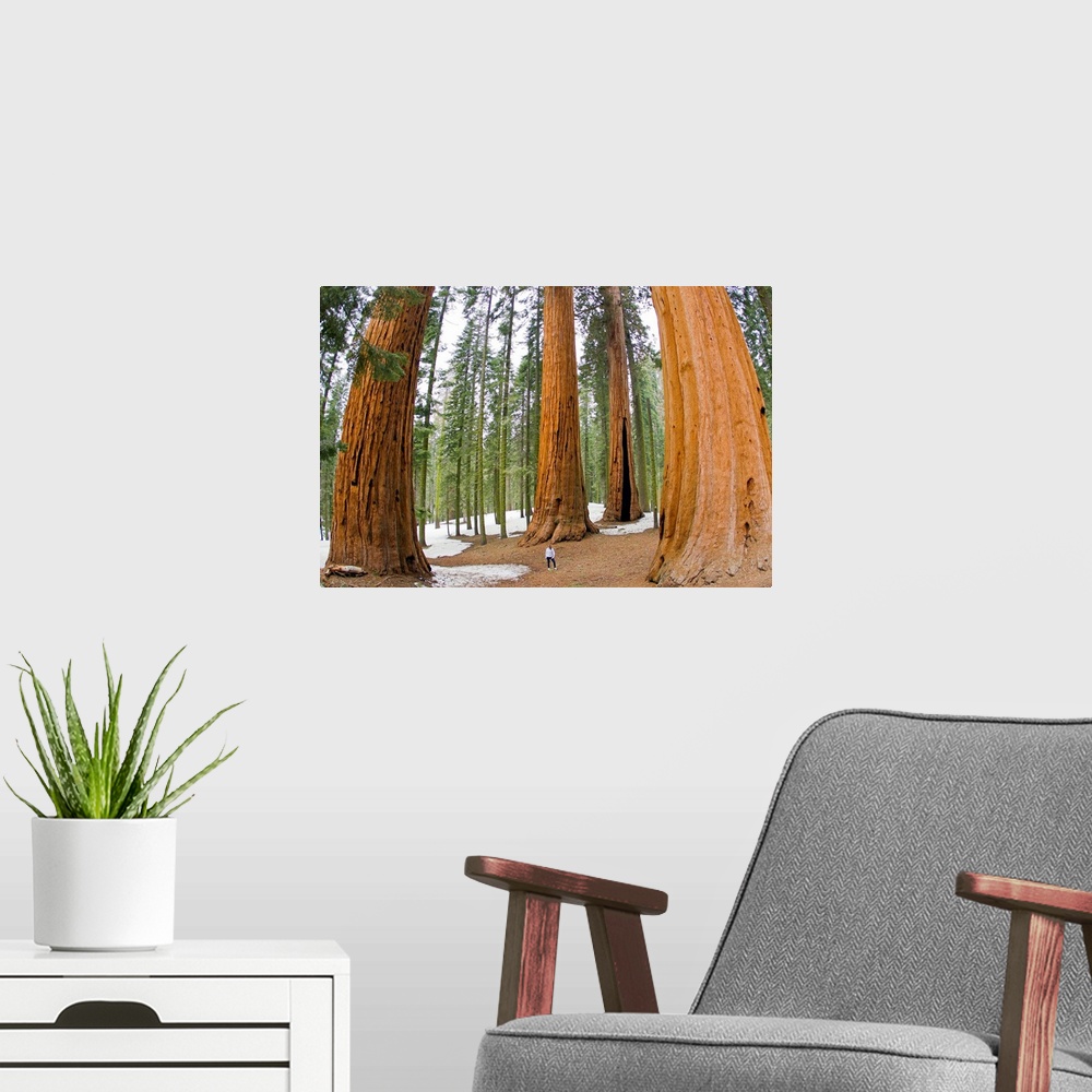 A modern room featuring A woman in between giant sequoia trees gives scale to their size.