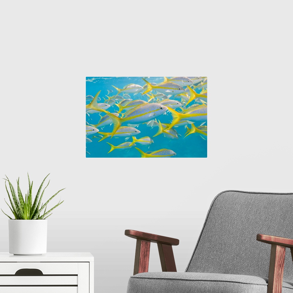 A modern room featuring A school of fish swimming in crystal clear waters off of Key Largo.