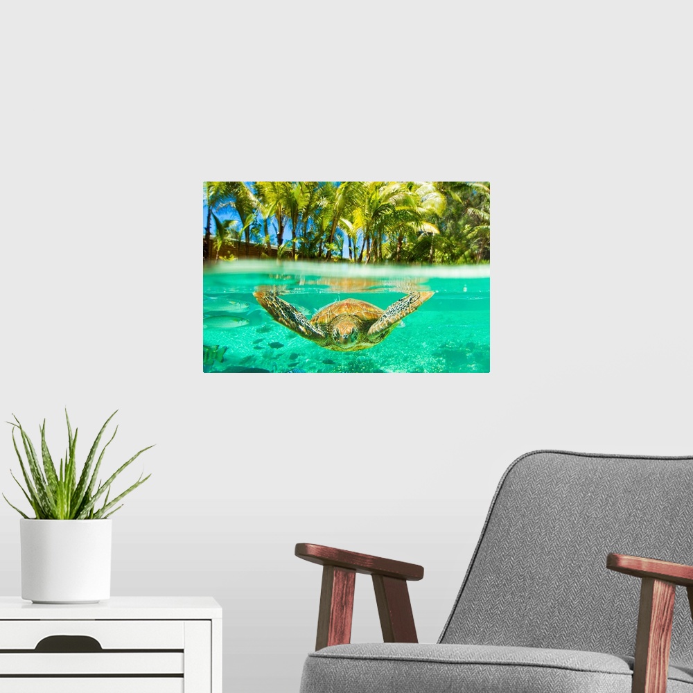 A modern room featuring Swimming with green sea turtles at the Le M..ridien resort in Bora Bora in the French Polynesian ...
