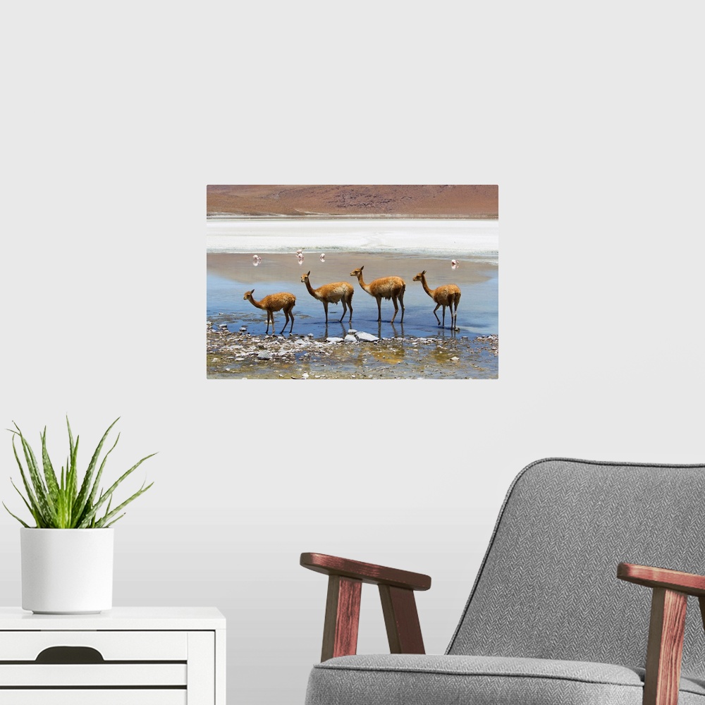 A modern room featuring Vicunas standing in a row at a lagoon.