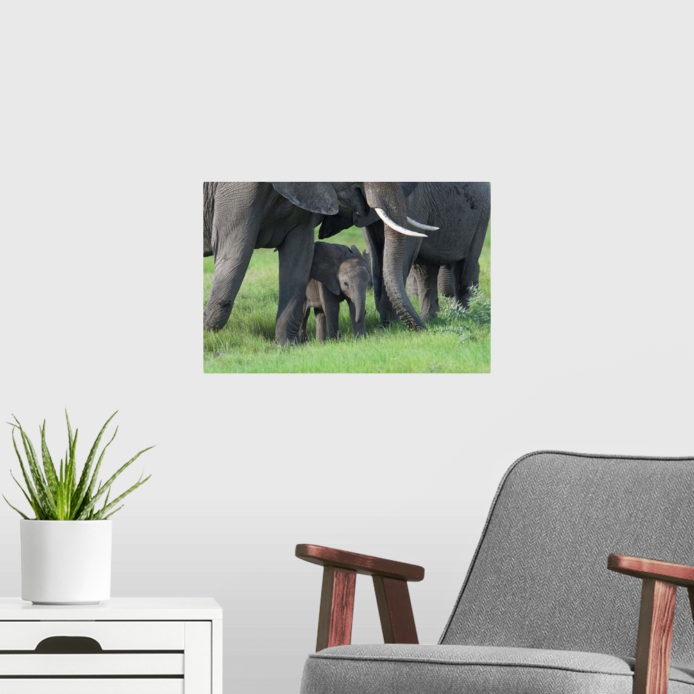 A modern room featuring African Elephant  - Loxodonta africana.