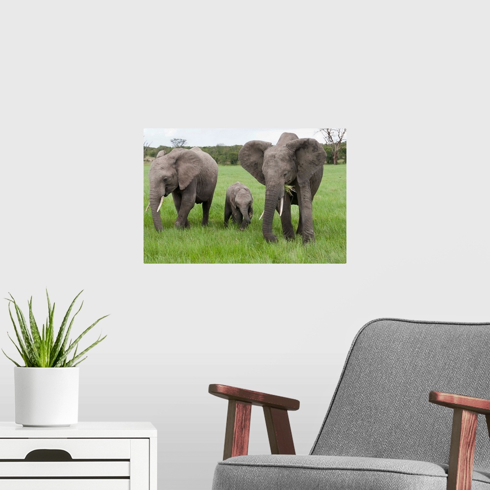 A modern room featuring African Elephant group grazing, Ol Pejeta Conservancy, Kenya