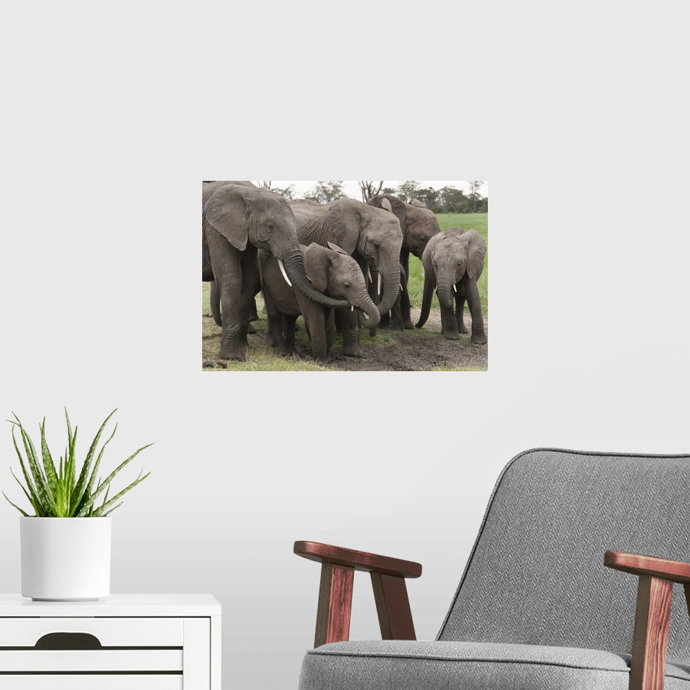 A modern room featuring African Elephant herd grazing, Ol Pejeta Conservancy, Kenya