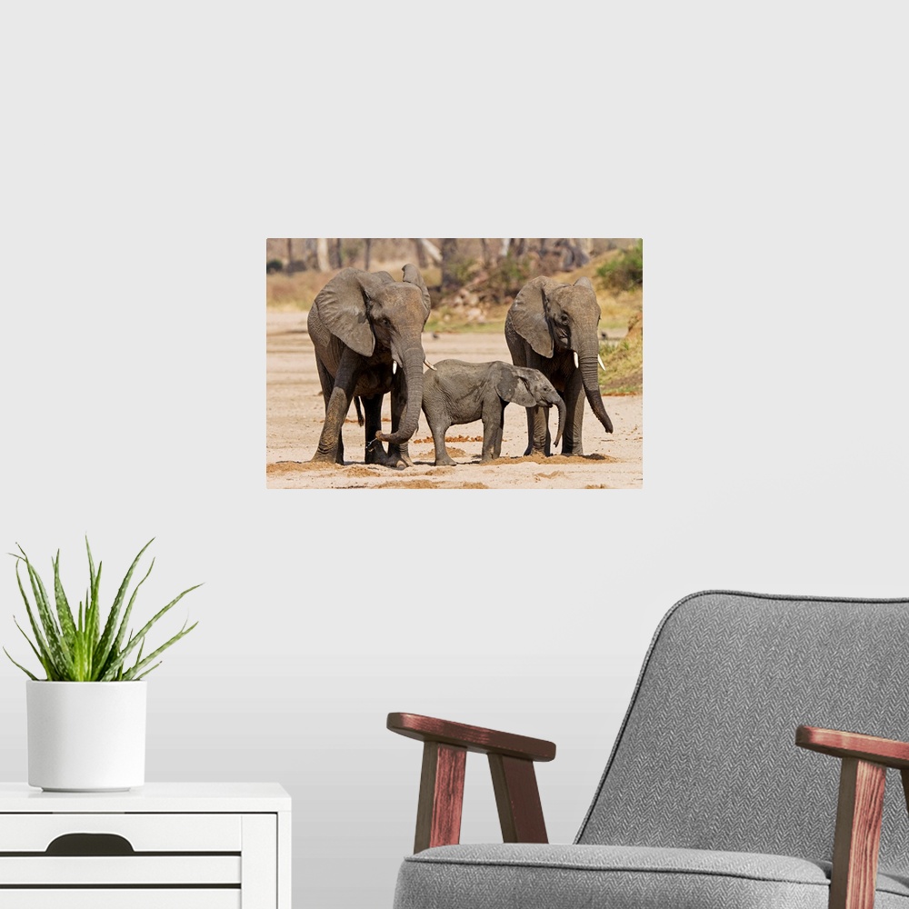A modern room featuring African Elephant juveniles and calf drinking from holes, Ruaha National Park, Tanzania