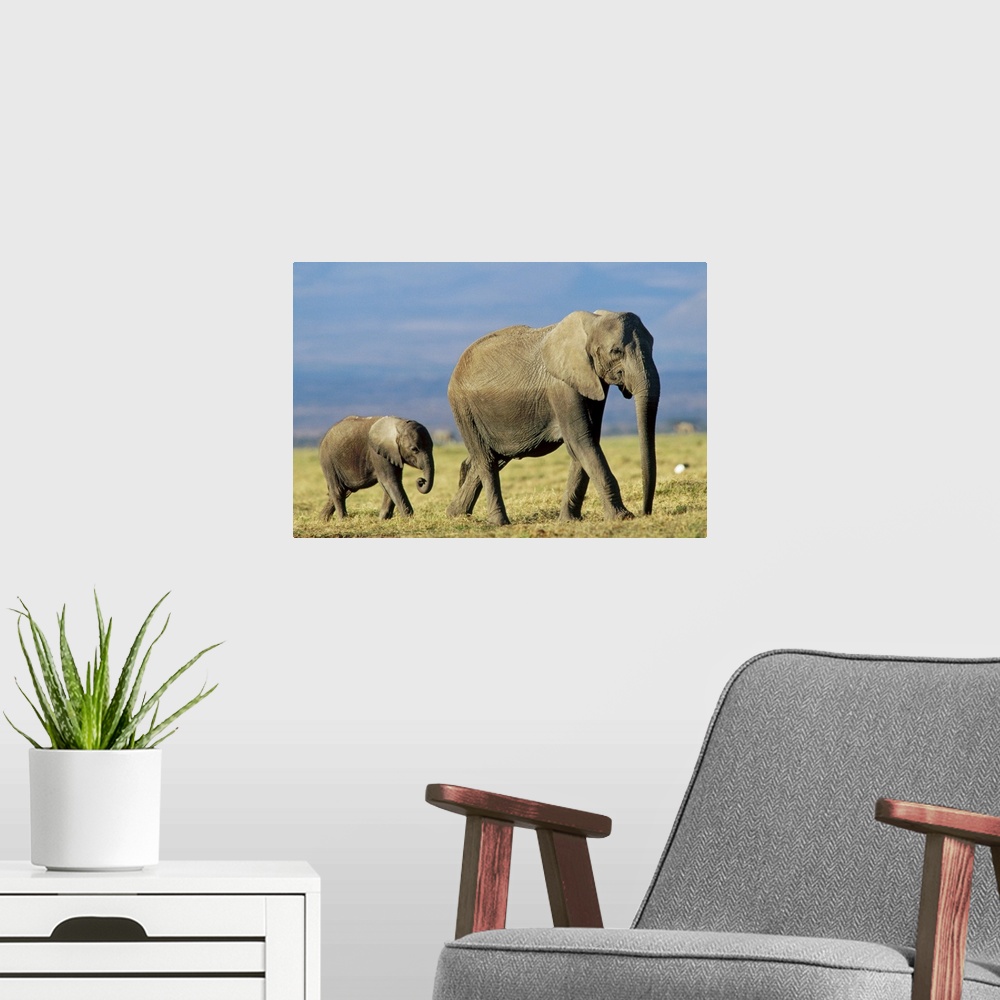 A modern room featuring African Elephant (Loxodonta africana) mother leading calf, Kenya
