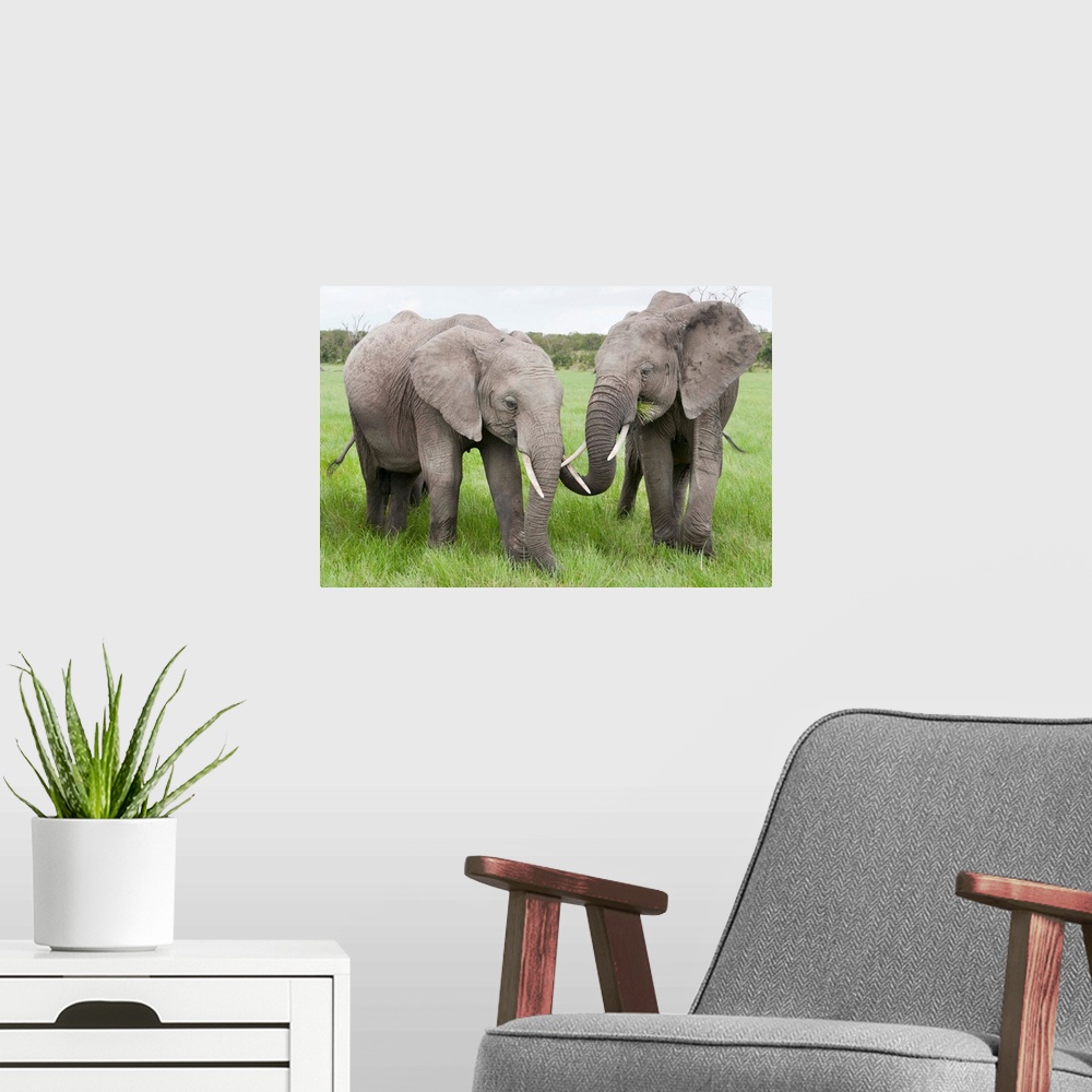 A modern room featuring African Elephant pair grazing, Ol Pejeta Conservancy, Kenya