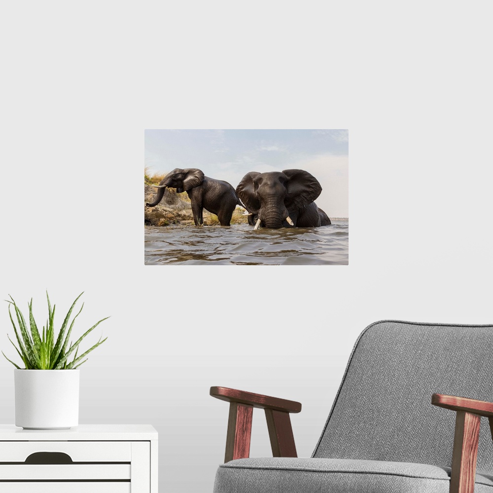 A modern room featuring African Elephant (Loxodonta africana) pair in river, Chobe River, Botswana.