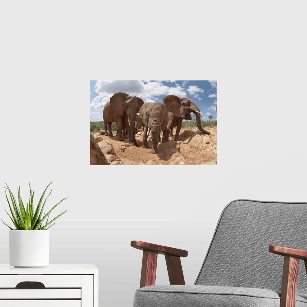 A modern room featuring African Elephant trio, Mpala Research Centre, Kenya