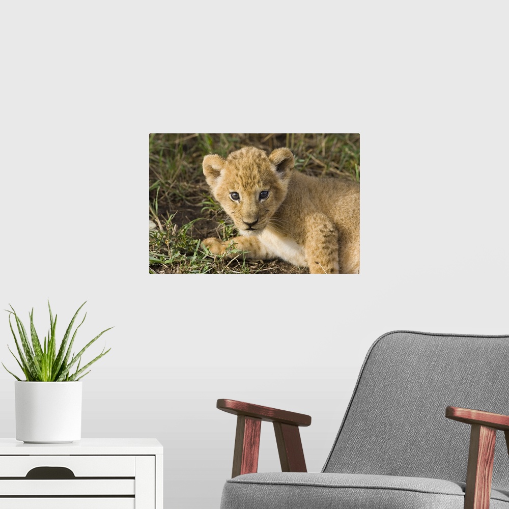 A modern room featuring African Lion (Panthera leo) five week old cub, vulnerable, Masai Mara National Reserve, Kenya