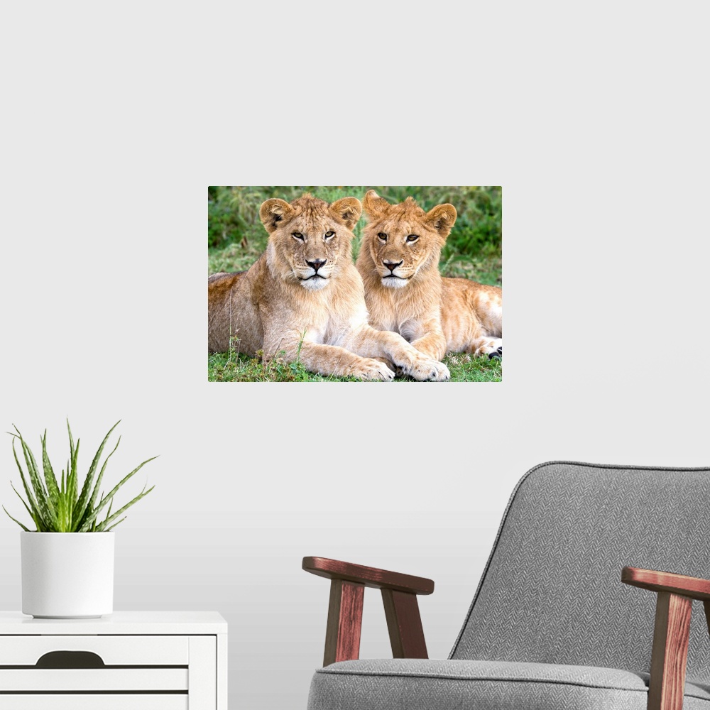 A modern room featuring African Lion (Panthera leo) juvenile males, Serengeti National Park, Tanzania.