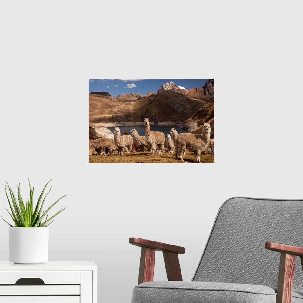 A modern room featuring Alpacas grazing above Viconga lake, Cordillera Huayhuash, Andes mountains, northern Peru.