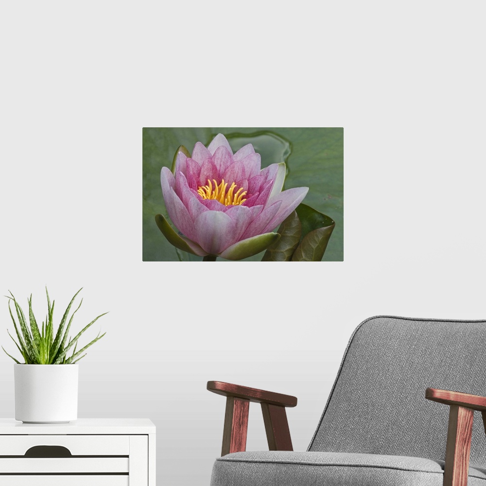 A modern room featuring Amazon Water Lily (Victoria amazonica) flower, Netherlands