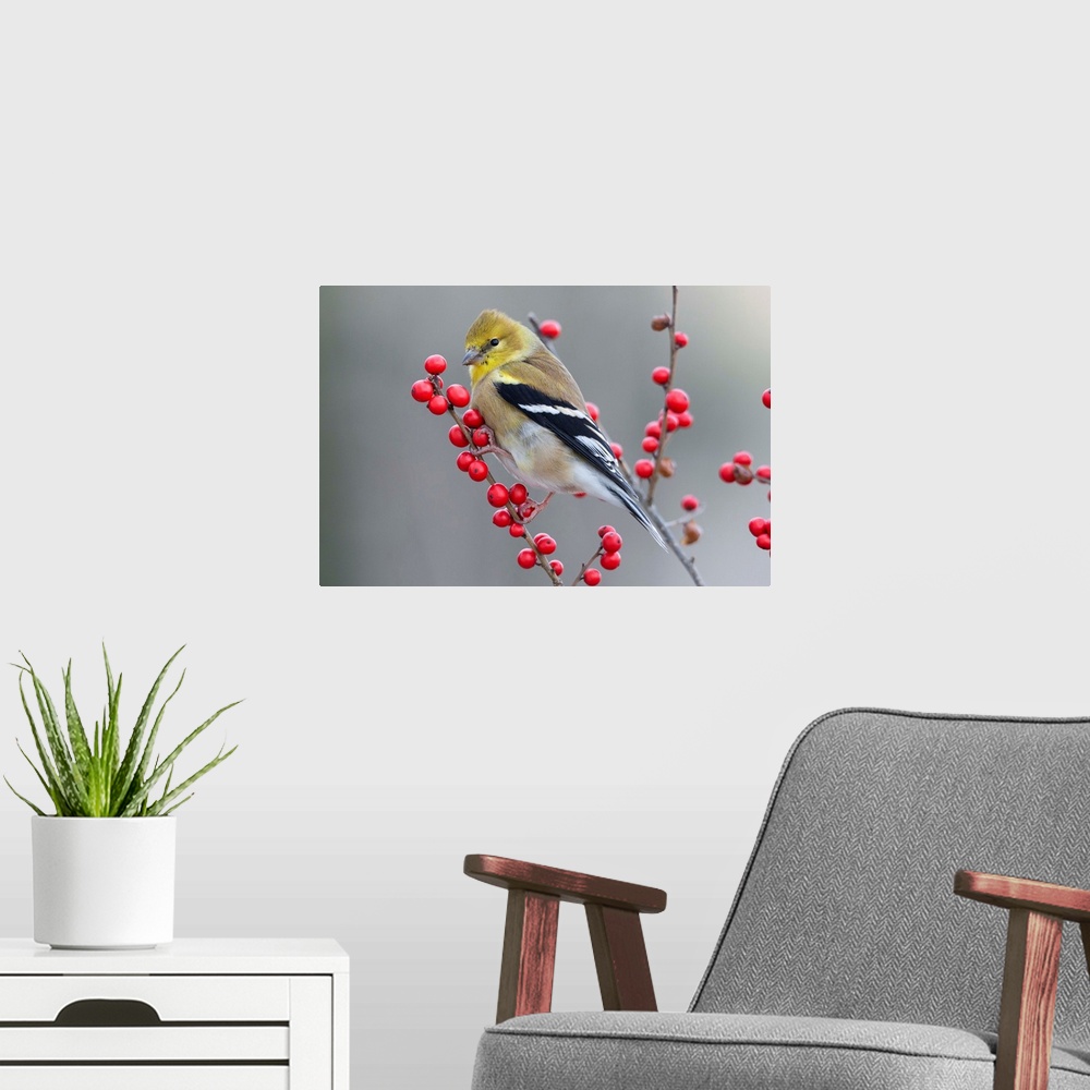 A modern room featuring American Goldfinch (Carduelis tristis) in winter with berries, Maine.