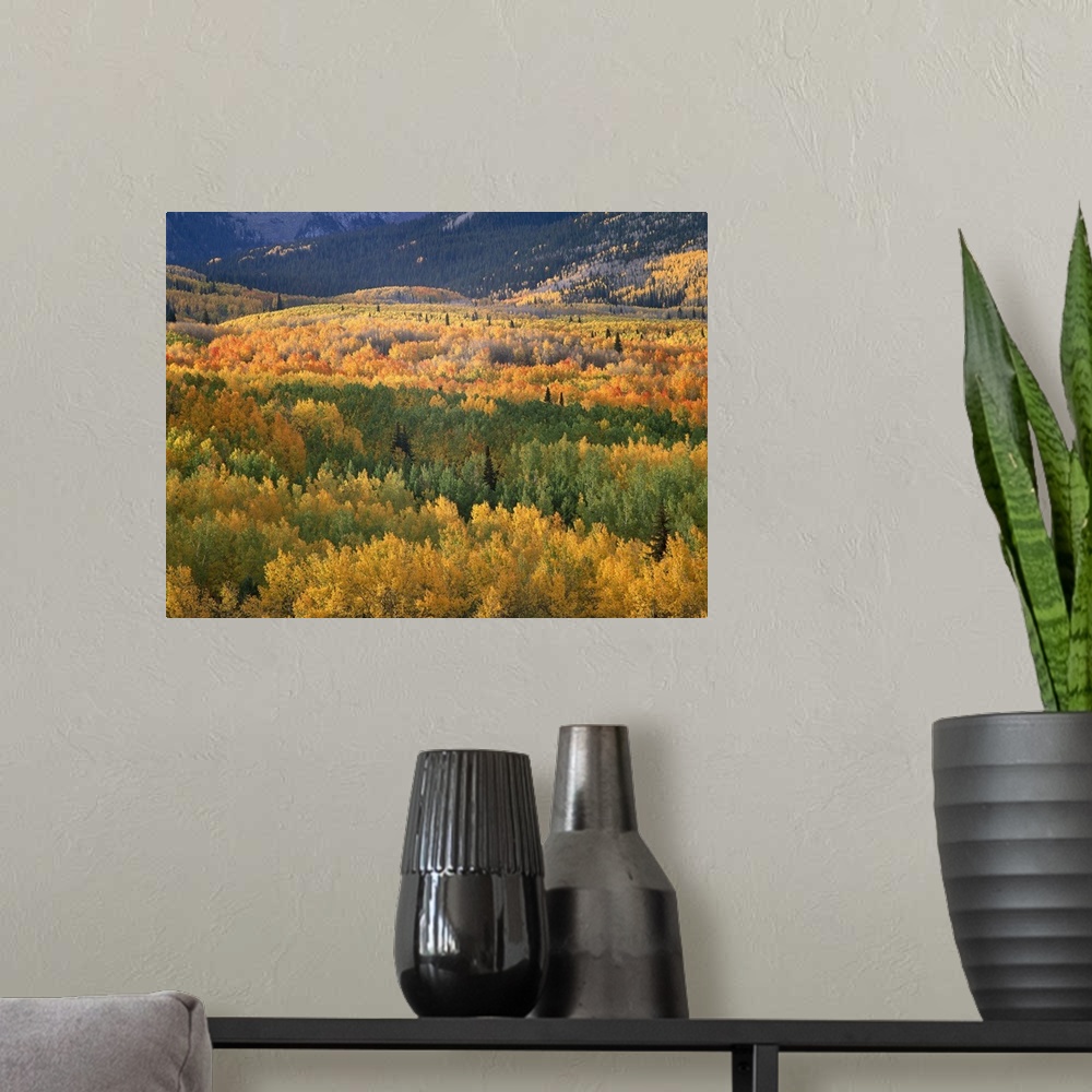 A modern room featuring Aspen trees (Populus tremuloides) in fall colors, Gunnison National Forest, Colorado
