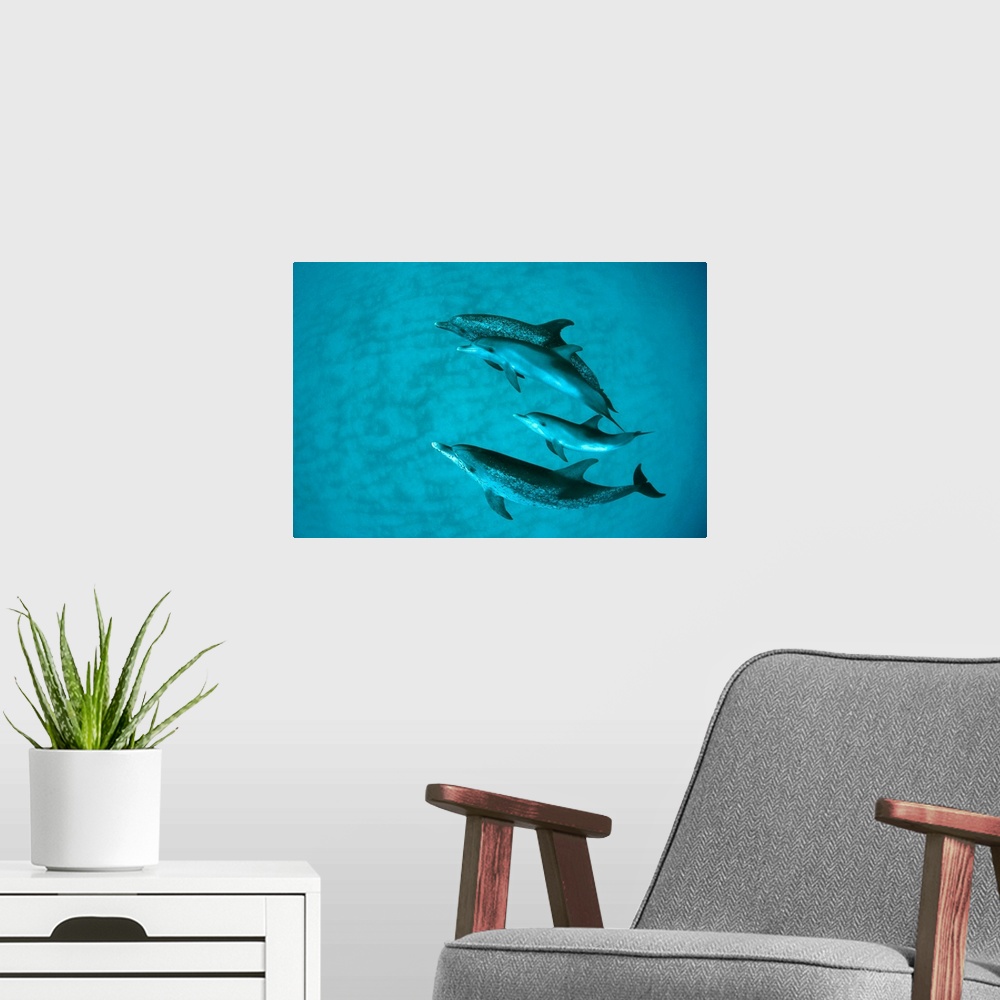 A modern room featuring Atlantic Spotted Dolphin (Stenella frontalis) adult group with unspotted calf, underwater, Bahamas