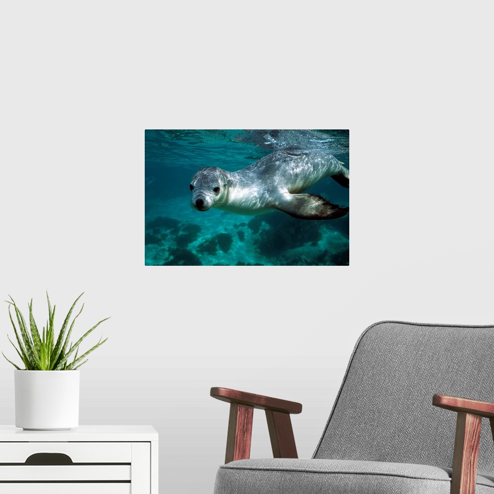 A modern room featuring Australian Sea Lion (Neophoca cinerea) underwater portrait, South Australia