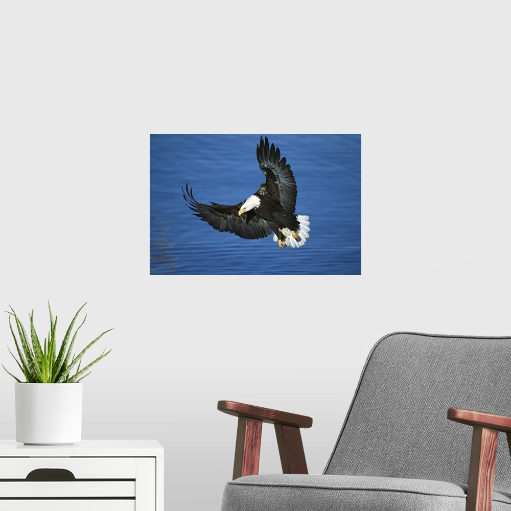 A modern room featuring Bald Eagle (Haliaeetus leucocephalus) flying over water, Kenai Peninsula, Alaska