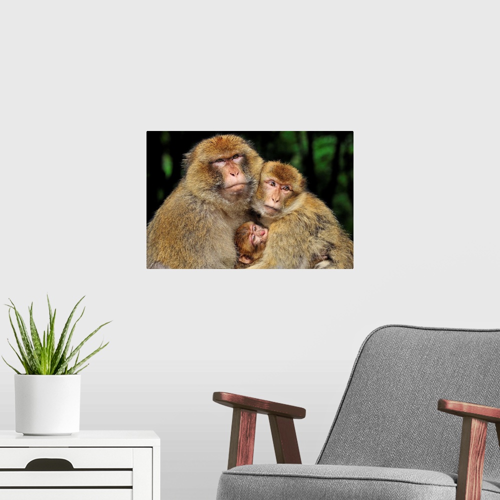 A modern room featuring Barbary Macaque / Common Macaque - with baby - Affenberg Salem - Germany - originally from Morocco